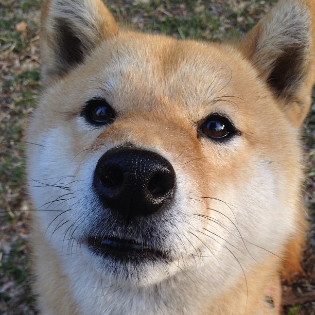 直播平台合作拓展至海外小语种市场，小语种主播招聘